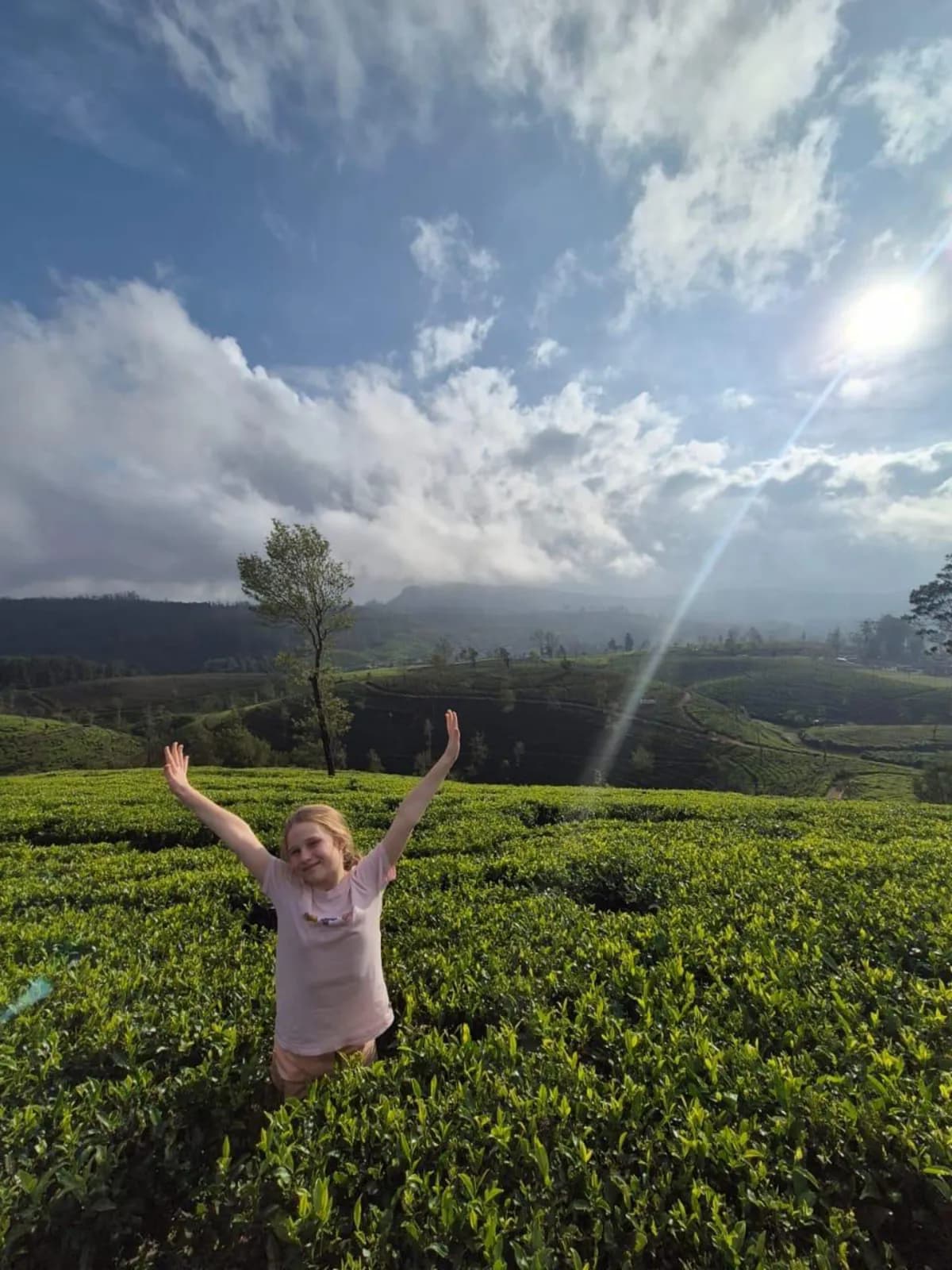 A traveller with arms raised in a tea field at sunrise