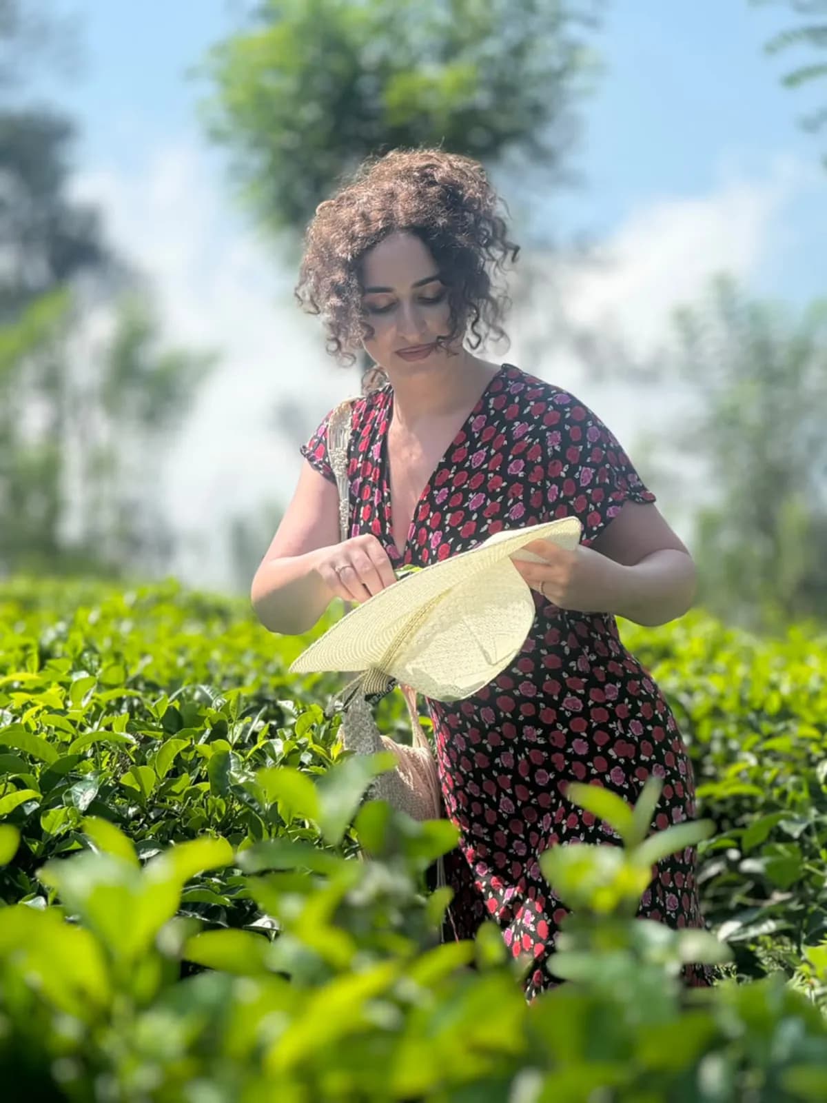 A traveller picking tea leaves in a hill-country estate