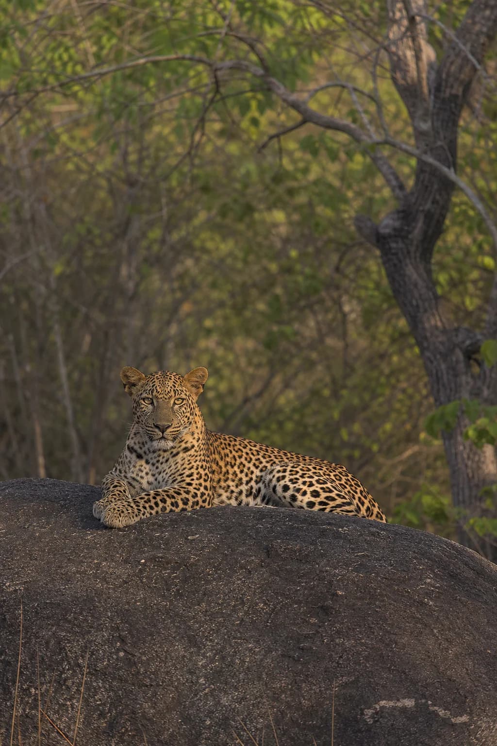 A leopard resting in the dry scrub of a southern national park